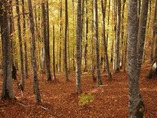 Usvojen Zakona o šumama KS: Smanjenje parafiskalnih nameta dugoočekivana olakšica privrednicima